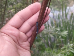 Coenagrion puella