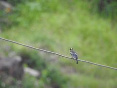 Machlolophus aplonotus