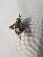 Chrysops divaricatus