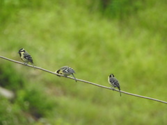 Machlolophus aplonotus