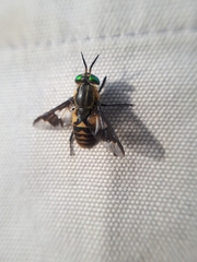 Chrysops divaricatus