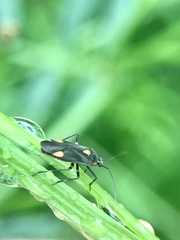 Capsodes flavomarginatus