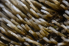 Spiochaetopterus costarum