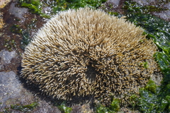 Spiochaetopterus costarum