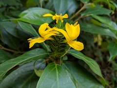Barleria oenotheroides