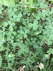 Trifolium repens