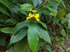Barleria oenotheroides