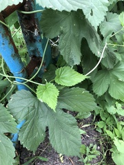 Humulus lupulus