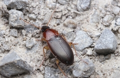 Calathus cinctus