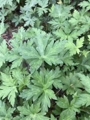 Geranium sibiricum