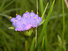 Cyanotis speciosa