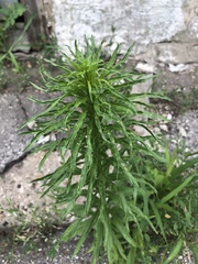 Erigeron canadensis