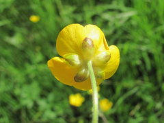 Ranunculus caucasicus