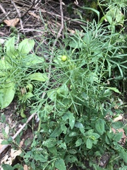 Cosmos bipinnatus