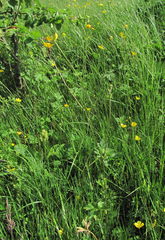 Ranunculus caucasicus