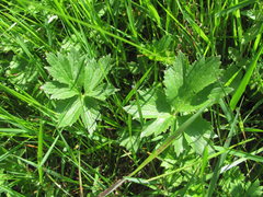 Ranunculus caucasicus