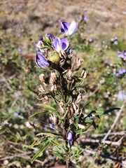 Psoralea platyphylla