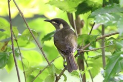 Meliphaga notata