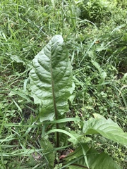 Taraxacum officinale