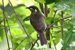 Meliphaga notata