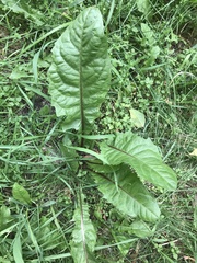 Taraxacum officinale