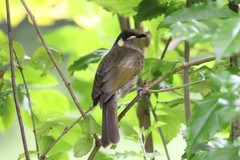 Meliphaga notata
