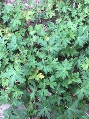 Geranium sibiricum