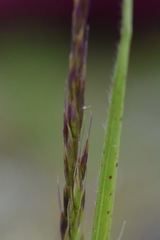 Trisetum alpestre