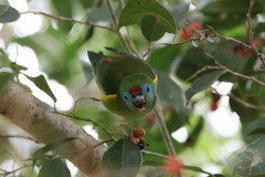 Cyclopsitta diophthalma