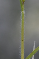 Trisetum alpestre