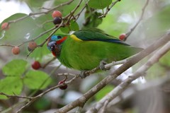 Cyclopsitta diophthalma