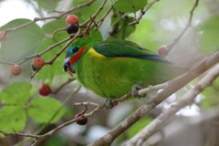 Cyclopsitta diophthalma