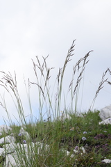 Helictotrichon parlatorei