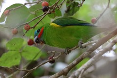 Cyclopsitta diophthalma