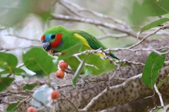 Cyclopsitta diophthalma