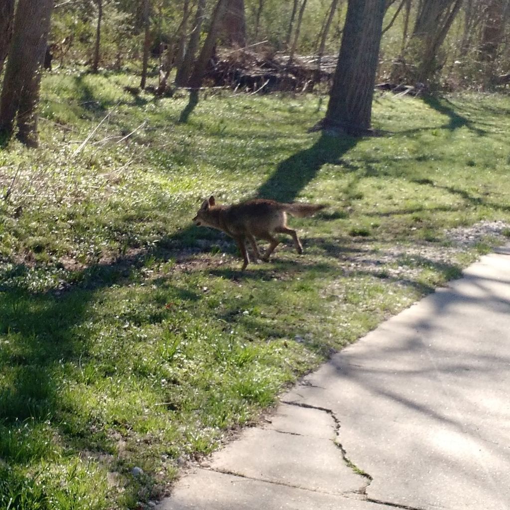 Coyote from Dallas, TX, USA on March 6, 2018 at 10:39 AM by Ron Marusak ...