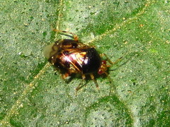 Deraeocoris ulmi