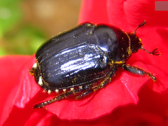 Popillia flavosellata