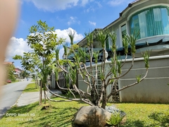 Dracaena cambodiana