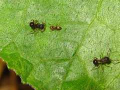 Paraparatrechina sakurae