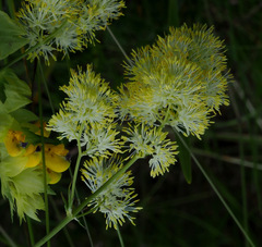 Thalictrum lucidum