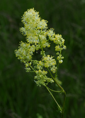 Thalictrum lucidum