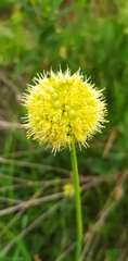 Allium obliquum