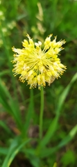 Allium obliquum