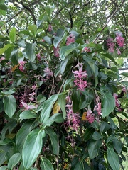 Medinilla magnifica