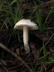Amanita ananiceps