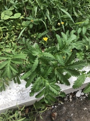 Argentina anserina