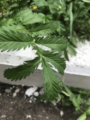 Argentina anserina