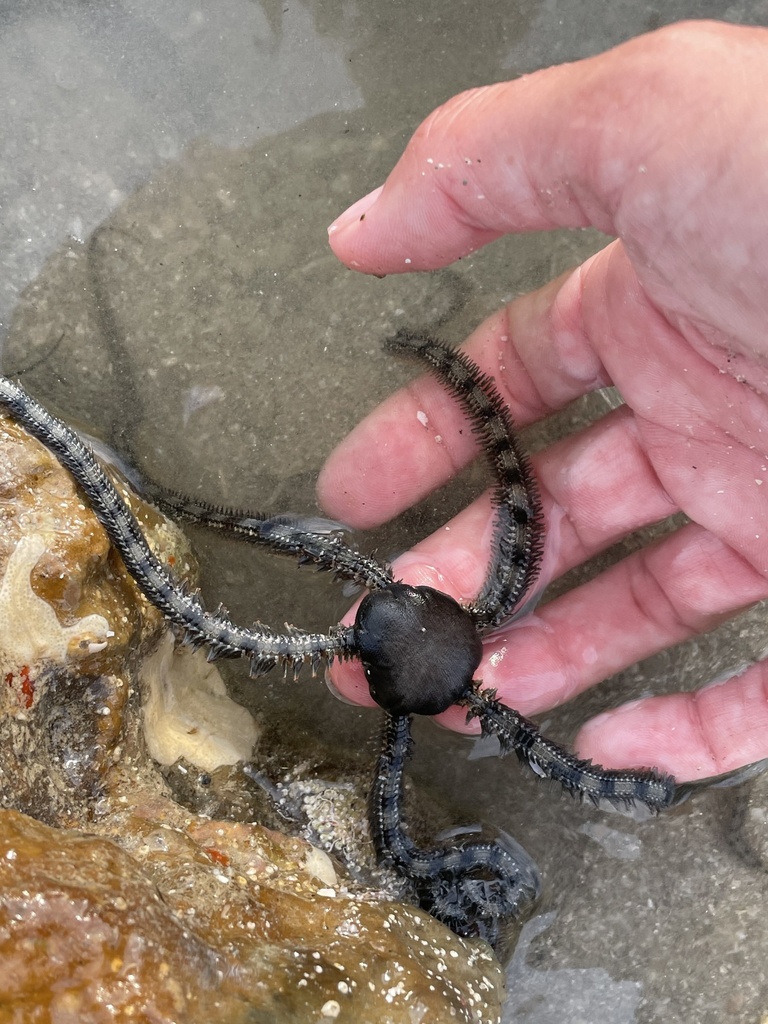 Alexander's Banded Brittle Star