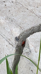 Pyrrhocoris apterus